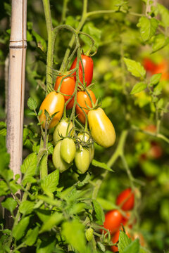 Tomatoes, from green to red, growing in a vegetable garden. Vegetable garden concept highlighting sustainable and healthy, homegrown food.
