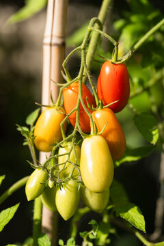 Tomatoes, from green to red, growing in a vegetable garden. Vegetable garden concept highlighting sustainable and healthy, homegrown food.