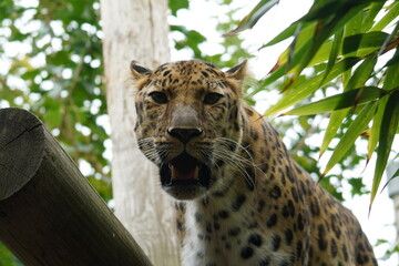 Amur leopard © Colin