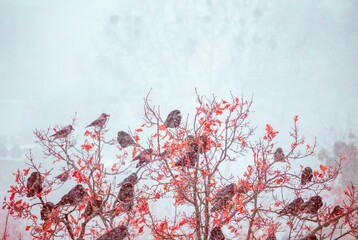 A large flock of dark birds perches on a vibrant, autumn-colored tree amidst a gentle snowfall, creating a serene yet striking winter tableau in soft focus © Ali