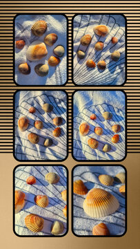 Collage mussels on the sun colage