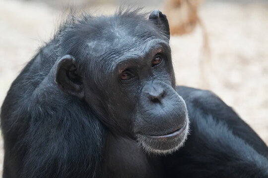 Chimpanzee