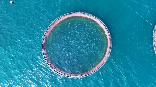 Aerial view of a sea fish farm with circular cages in Corfu