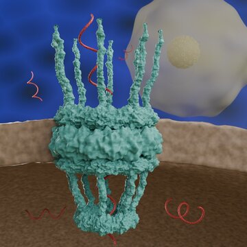 Close up of a Nucleus Pore Complex (NPC). Some RNA are moving from nucleus to cytoplasm. Background: semi-transparent cell with nucleus and many NPC. Not AI generated