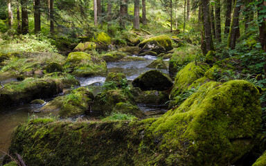 Fototapeta premium The Power of Water _ A Natural Gem in Northern Lower Austria