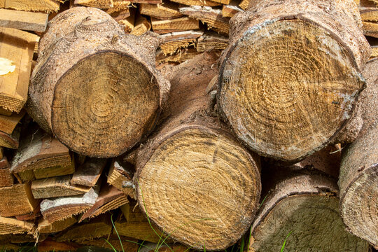 Round timber wood logs close up showing tree ring patterns