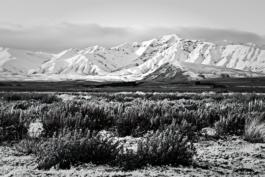 Black and white lake Tekapo meadow snowy alps