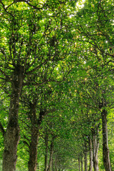 Obraz premium Green tree canopy with string lights woven through branches in a park.