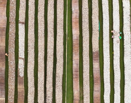 Aerial view of traditional fish drying racks arranged in long parallel rows on green fields with workers tending to the catch in Cox's Bazar, Chittagong Division, Bangladesh.