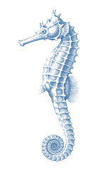 Vintage seahorse illustration, hand drawn marine engraving and nautical line art. © Songrami