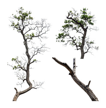 Tree. Branches. Nature Elements.