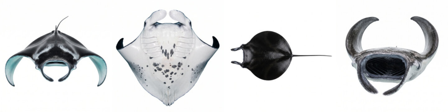 Manta ray anatomical views isolated on white featuring dorsal, ventral, and frontal feeding angles of giant oceanic mobula for marine biology education, sea life infographics, and design