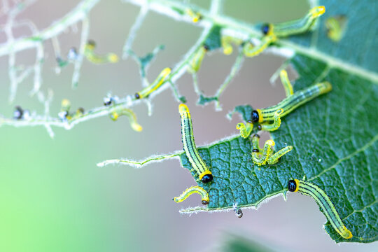 Green leaf eating insect larvae feeding on damaged foliage in macro close up, showing plant pest activity and skeletonized leaf tissue