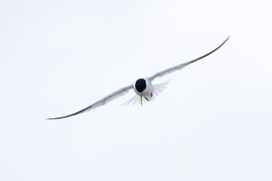 adult little tern (Sternula albifrons) in breeding plumage in flight, found at Buir Lake (Buir Nuur) in Dornod Aimag in Mongolia