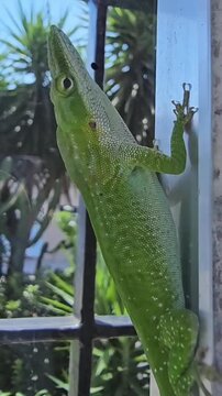 BRAZIL - CIRCA 2026: Green anole lizard (Anolis carolinensis) extending bright pink dewlap in a territorial display, vertical close-up shot.