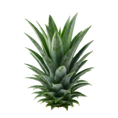 Fototapeta premium Fresh green pineapple leaves crown isolated on a black background for food design and healthy lifestyle concepts
