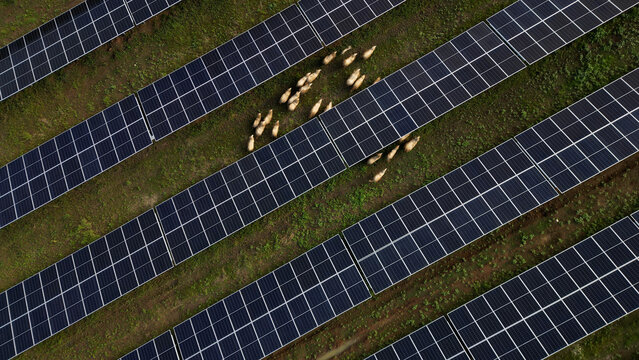 Aerial view of solar panels arranged in rows with sheep grazing on the green grass between them in Batocina, Sumadija District, Serbia.