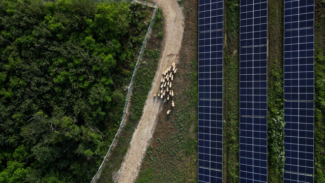 Aerial view of a flock of sheep walking along a dirt path between a lush green forest and rows of solar panels in Batocina, Sumadija District, Serbia.