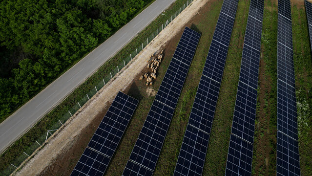 Aerial view of a solar farm with rows of photovoltaic panels, a flock of sheep grazing between the panels, and an adjacent road in Batocina, Sumadija District, Serbia.