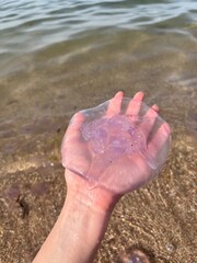 A vertical close-up photograph showing a person's hand gently holding a small, translucent pink and purple jellyfish, with the shallow sea water and sandy shoreline visible in the background. © Mena
