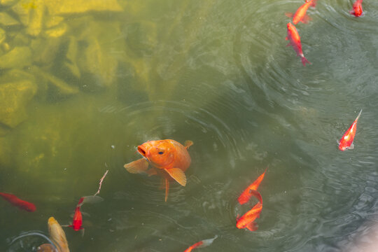 Golden koi carp surfacing with its mouth wide open in a garden pond, surrounded by smaller red ornamental fish and circular ripples on green water.
