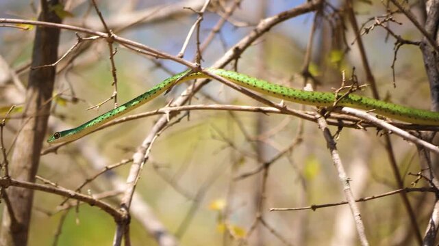 Green bush snake slithering along tree branches in wild forest habitat.