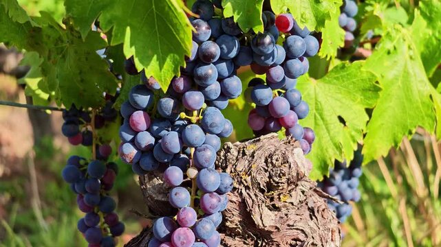 Ripe dark purple grape clusters hang beside an old textured grapevine trunk beneath green leaves, showing mature fruit and vineyard cultivation, close-up upward pan.