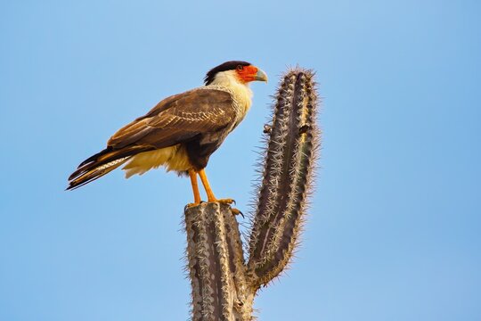 Crested Caracara known as Warawara pearching on the cactus, Bonaire, Caribbean Netherlands