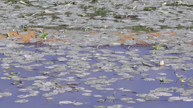 Dense carpet of water lily pads floats on tranquil blue water, with occasional buds and submerged mesh visible