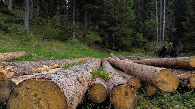 Aerial view of cut logs stacked on the forest floor in the Jankova Bara area in Badanj, Raski okrug, Serbia.
