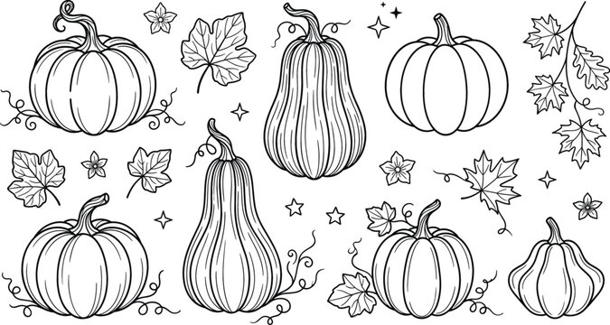 Autumn pumpkin harvest set thanksgiving squash autumn leaves black line art outline doodle vector illustrations stock asset
