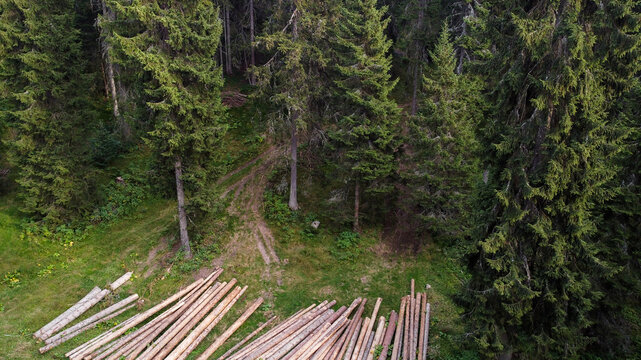 Aerial view of Jankova Bara showing a dense pine forest with a clearing where numerous cut logs are stacked on the grass in Badanj, Raski okrug, Serbia.