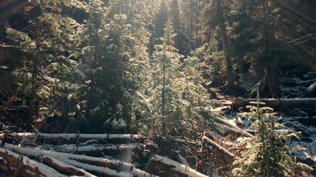 Sunlight filters through dense pine trees casting warm light on fallen logs and a dusting of snow in a mountain forest.