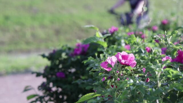 Vibrant pink flowers with lush green foliage fill foreground; blurred cyclist rides past on path, creating sense of motion against soft natural backdrop