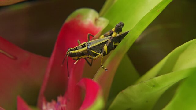 Macro static shot of a black forest grasshopper (Traulia azureipennis) carefully climbing down head-first into the central red rosette of a flowering bromeliad.