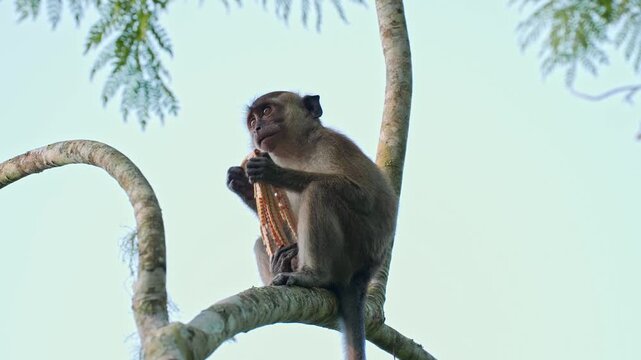Low-angle medium static shot of a young crab-eating macaque (Macaca fascicularis) perched on a curved branch, holding and plucking buds from a palm inflorescence to eat against a bright sky.