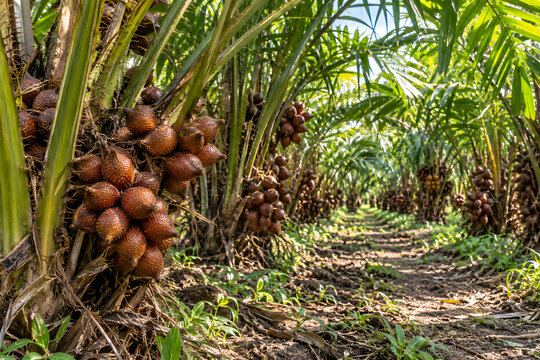 Clusters of ripe brown salak snake fruit growing on thorny palm trees in tropical orchard plantation.