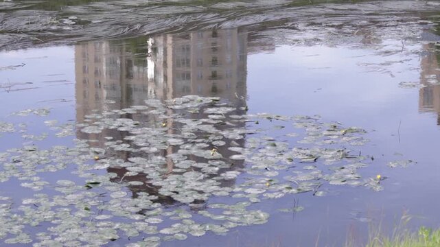 Calm water surface mirrors a tall urban building, partially framed by dense water lily pads and subtle reeds