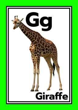 Vocabulary words Create a set of 26 cute English vocabulary flashcards for kindergarten children, from A to Z.