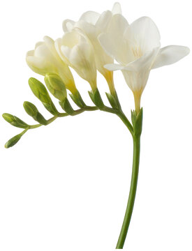 Elegant white freesia flowers on stem against black background.