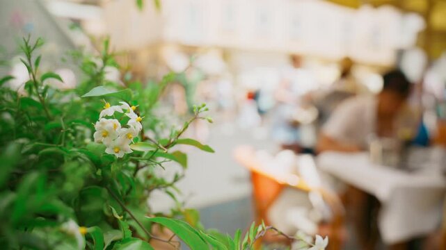 Small white blossoms in focus before a blurred outdoor restaurant in Amalfi