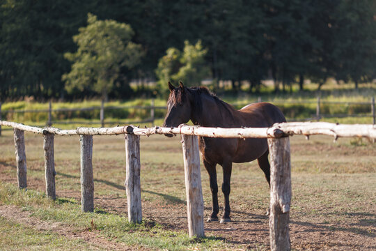 A brown horse standing in a large outdoor paddock enclosed by a rustic wooden log fence