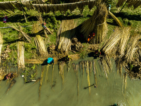 Aerial view of workers processing jute fibers in a river with bundles drying on racks along the green bank in Rajshahi, Rajshahi Division, Bangladesh.
