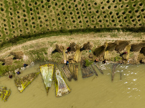 Aerial view of workers processing jute fibers along the riverbank with bundles of harvested jute drying in the sun in Rajshahi, Rajshahi Division, Bangladesh.