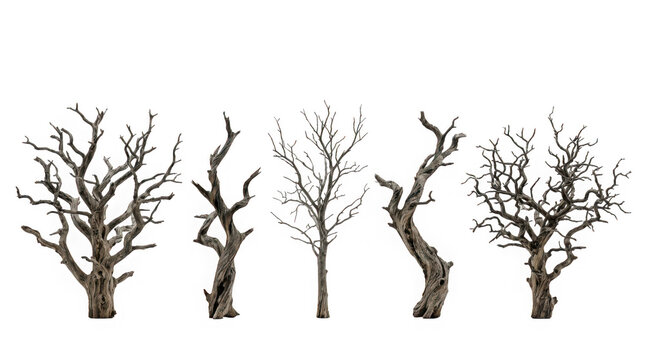 A collection of five bare dead trees with intricate branches isolated on transparent background