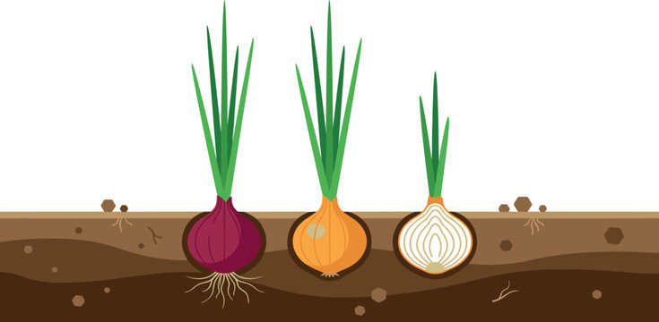 Onion plant growth stages diagram vector showing red yellow and sliced bulb growing in soil ground