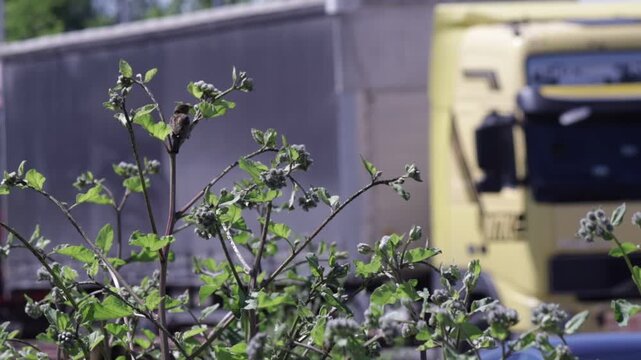Close-up of leafy plant with clustered buds in sharp focus contrasts with blurred yellow truck