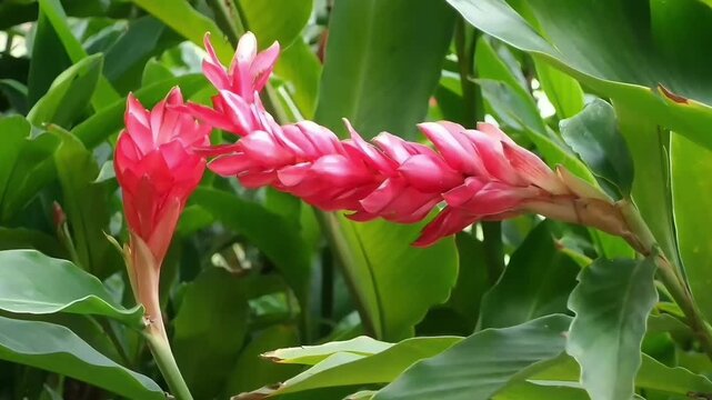 Horizontal zoom in camera movement capturing a unique leaning or arching Alpinia purpurata flower alongside a vertical red ginger bloom, both swaying in a moderate breeze surrounded by green leaves.