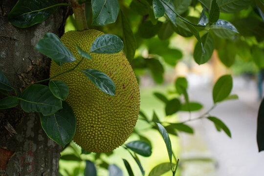 jack fruit on tree