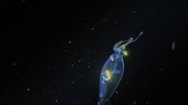 Transparent deep sea squid swimming in dark ocean water.